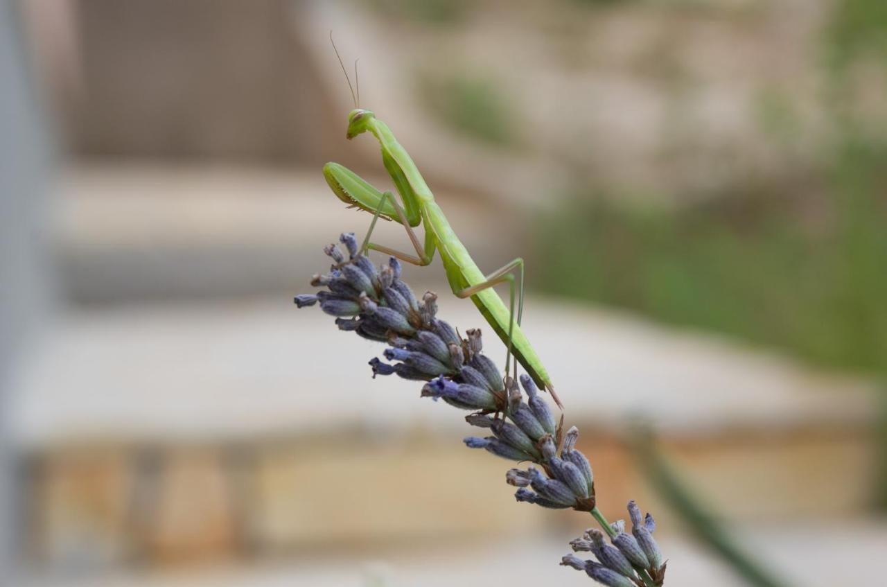 Milica Garden Apartman Prvic Sepurine Kültér fotó